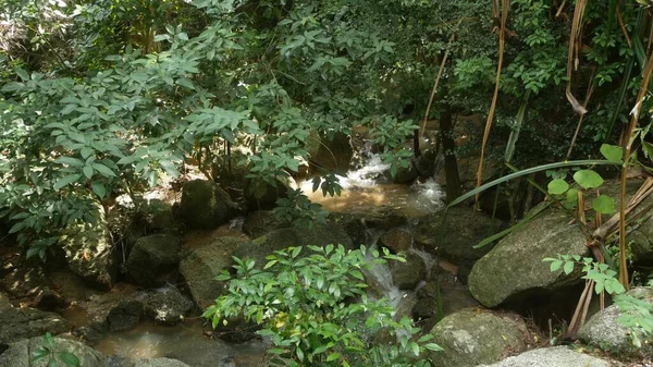 Тропічні Рослини Каскад Прекрасному Саду Різні Зелені Тропічні Рослини Ростуть — стокове фото
