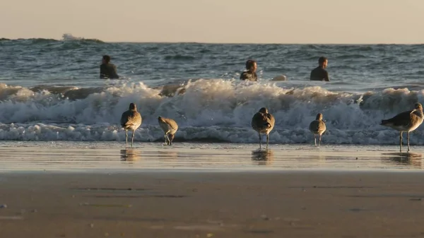 Los Ángeles Usa Nov 2019 California Verano Venecia Playa Estética — Foto de Stock