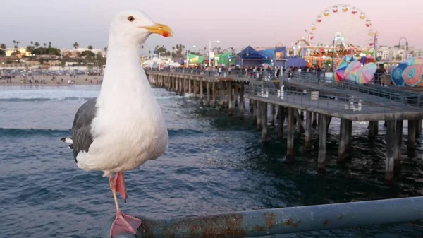 Santa Monica Los Angeles Usa Oct 2019 Aranyos Vicces Sirály — Stock Fotó