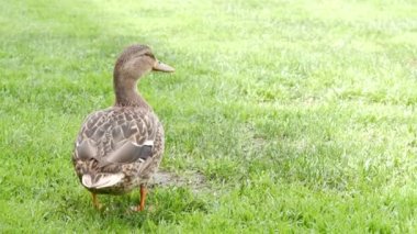 Doğal ortamında taze yeşil çimenlerin üzerinde komik bir ördek. Yeşillikler arasında vahşi doğada ilginç bir su akışı kuşu. Vahşi doğada tatlı bir su kuşu