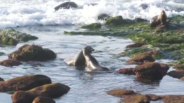 Leones marinos sobre rocas en La Jolla. Juguetonas focas de orejas salvajes arrastrándose sobre piedras y algas marinas. Océano Pacífico salpicando olas. Mamíferos marinos protegidos en hábitat natural de vida silvestre, San Diego, California, EE.UU. — Vídeos de Stock