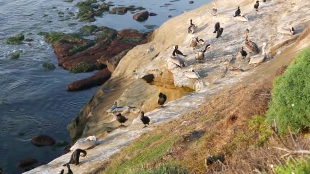 Brązowe pelikany z woreczkiem na gardło i kormorany po łowieniu, skała w La Jolla Cove. Morski ptak z dużym dziobem na klifie nad Pacyfikiem w naturalnym środowisku, San Diego, Kalifornia USA — Wideo stockowe