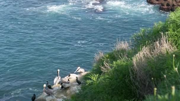 Hnědé pelikány s váčkem na krk a dvoukřídlými kormorány po rybaření, kámen v zátoce La Jolla. Mořský pták s velkým zobákem na útesu nad Pacifickým oceánem v přírodním prostředí, San Diego, Kalifornie USA — Stock video