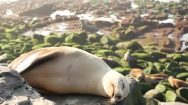 La Jolla 'da kayadaki deniz aslanı. Vahşi kulaklı fok, Pasifik Okyanusu 'nun yanında, taşın üzerinde duruyor. Sahilde tembellik eden komik bir vahşi hayvan. Doğal habitatta korunan deniz memelisi, San Diego, Kaliforniya ABD