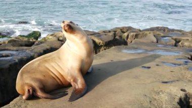 La Jolla 'da kayadaki deniz aslanı. Vahşi kulaklı fok, Pasifik Okyanusu 'nun yanında, taşın üzerinde duruyor. Sahilde tembellik eden komik bir vahşi hayvan. Doğal habitatta korunan deniz memelisi, San Diego, Kaliforniya ABD