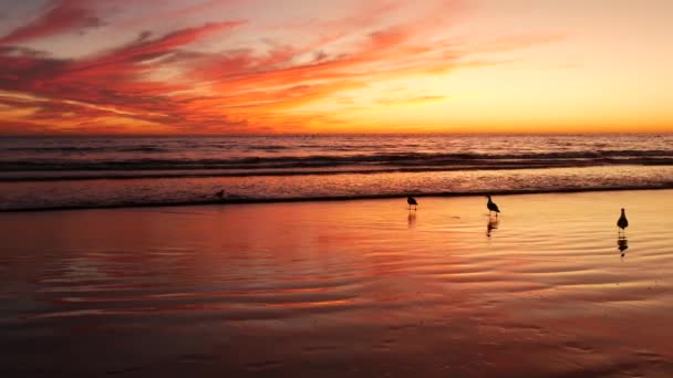 Kalifornia nyári tengerparti esztétika, arany naplemente. Élénk drámai felhők a Csendes-óceán hullámai felett. Santa Monica népszerű üdülőhely, Los Angeles CA USA. Légköri hangulatú lila esti naplemente LA-ben — Stock videók