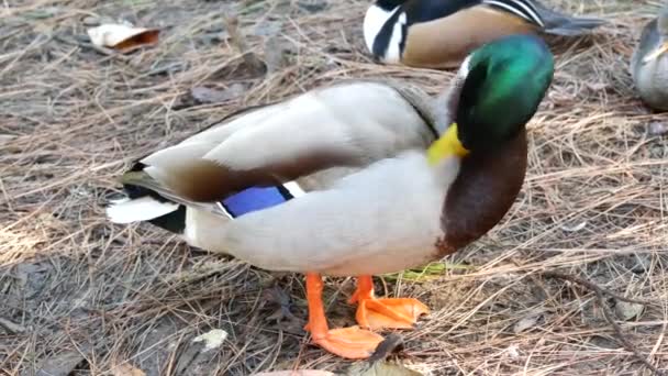 Πολύχρωμη mallard dabbling πάπια στο φυσικό περιβάλλον. Waterflow πολύχρωμο πουλί στην άγρια φύση, ιριδίζον πράσινο φτέρωμα και σμαραγδένιο κεφάλι. Μικτό χρωματικό υδρόβιο πτηνό στην άγρια φύση — Αρχείο Βίντεο