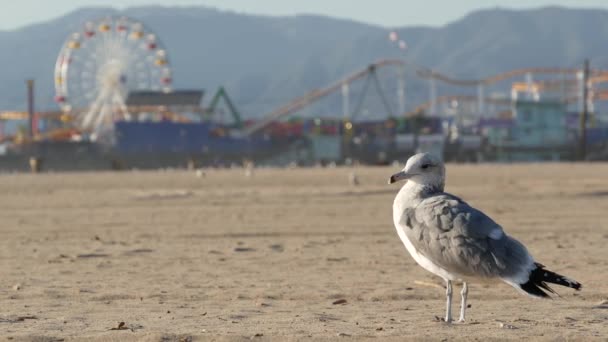 Sea gulls on sunny sandy california beach, classic ferris wheel in amusement park on pier in Santa Monica pacific ocean resort. Summertime iconic view, symbol of Los Angeles, CA USA. Travel concept — Stock Video