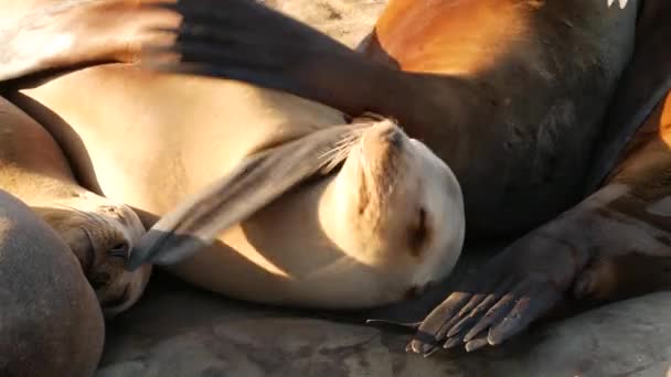 Sea lions on the rock in La Jolla. Wild eared seals resting near pacific ocean on stones. Funny lazy wildlife animal sleeping. Protected marine mammal in natural habitat, San Diego, California, USA — Stock Video