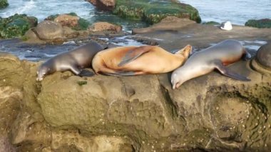 La Jolla 'da kayadaki deniz aslanları. Vahşi kulaklı foklar Pasifik Okyanusu 'nun yakınında taşların üzerinde dinleniyorlar. Uyuyan komik tembel vahşi hayvan. Doğal habitatta korunan deniz memelisi, San Diego, California, ABD