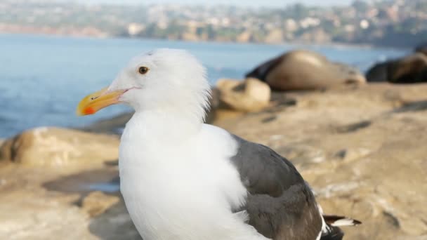 Roliga havsmås fågel på sten mot säl, sjölejon rookery i La Jolla Cove. Nyfiken vitmås nära Stilla havet bland vilda marina däggdjur. Djur i naturlig miljö San Diego, Kalifornien USA — Stockvideo