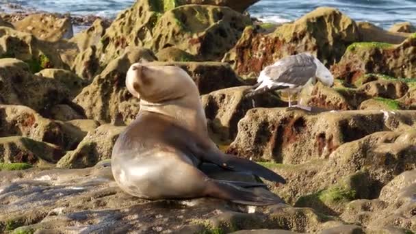 Zeeleeuw op de rots in La Jolla. Wilde oorzeehond rustend in de buurt van Stille Oceaan op steen. Grappig wild dier luieren op het strand. Beschermd zeezoogdier in natuurlijke habitat, San Diego, Californië, Verenigde Staten — Stockvideo