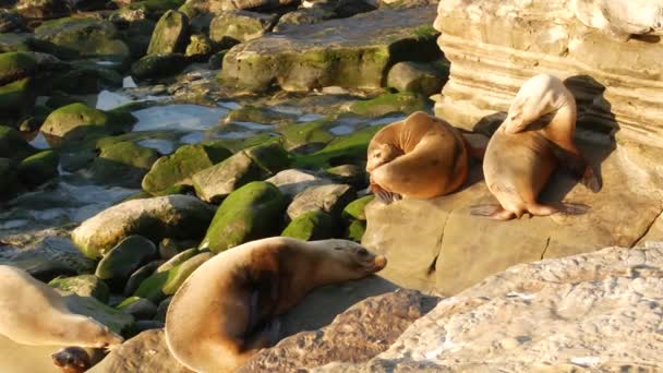 Θαλάσσια λιοντάρια στο βράχο στη Λα Τζόλα. Άγριες φώκιες που αναπαύονται κοντά στον Ειρηνικό Ωκεανό πάνω σε πέτρες. Αστείο τεμπέλικο ζώο που κοιμάται. Προστατευμένα θαλάσσια θηλαστικά σε φυσικό περιβάλλον, Σαν Ντιέγκο, Καλιφόρνια, ΗΠΑ — Αρχείο Βίντεο