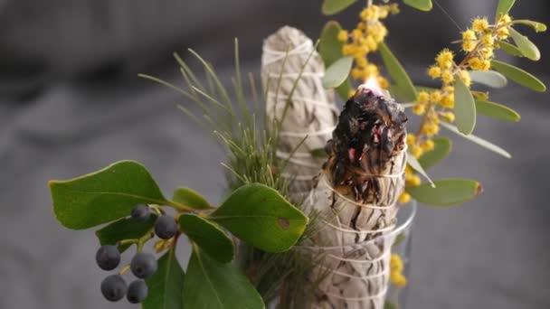 Torkad vit salvia pinne, avkoppling och aromaterapi. Smärta under psykisk ockult ceremoni, växtbaserade healing, yoga eller aura rengöring. Viktig rökelse för esoteriska ritualer och spådomar — Stockvideo