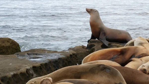 Lev Skále Jolla Poblíž Pacifického Oceánu Ležela Kameni Divoká Lachtan — Stock fotografie