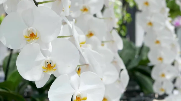 Нежные Белые Элегантные Цветы Орхидеи Желтыми Центрами Солнечном Свете Закрыть — стоковое фото