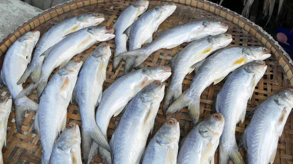 把生鱼放在盘子里晒干 以上新鲜生鱼片放在竹盘上 按传统方式在亚洲晒干 — 图库照片