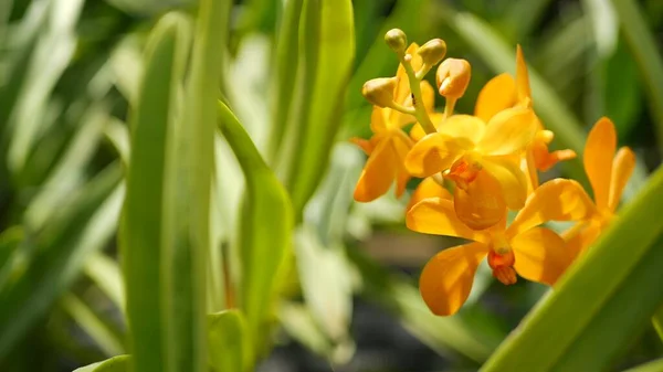 Розмита Макро Крупним Планом Барвиста Тропічна Квітка Орхідеї Навесні Ніжні — стокове фото