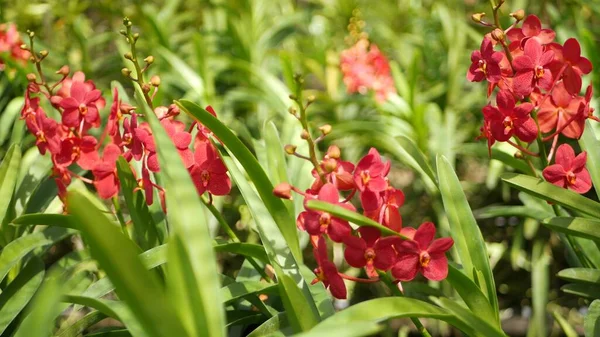 Rozmazané Makro Zblízka Barevná Tropická Orchidej Květina Jarní Zahradě Jemné — Stock fotografie