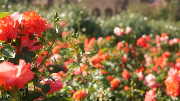 English Roses Garden Rosarium Floral Background Tender Flowers Blooming Honey — Stock Photo, Image