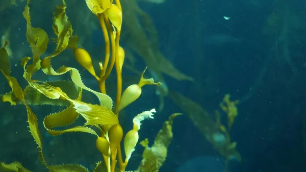 Podwodny Bezszwowy Pętla Zbliżenie Kołyszący Się Olbrzymi Kelp Las Promienie — Zdjęcie stockowe