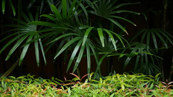 Suddig Närbild Ljusa Saftiga Exotiska Tropiska Djungeln Lämnar Konsistens Bakgrund — Stockfoto