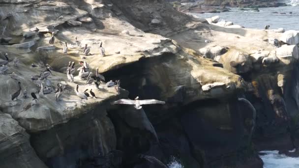 Pelikan coklat dengan kantong tenggorokan dan kormoran berdada dua setelah memancing, batu di La Jolla Cove. Burung laut dengan paruh besar di tebing di atas lautan pasifik di habitat alami, San Diego, California, Amerika Serikat — Stok Video