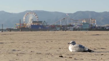 Güneşli kumlu Kaliforniya sahilinde martılar, Santa Monica Pasifik Okyanusu 'ndaki rıhtımdaki eğlence parkında klasik dönme dolap. Yazın ikonik manzara, Los Angeles 'ın sembolü, CA USA. Seyahat kavramı