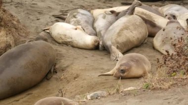 San Simeon, California, ABD 'deki kumlu Pasifik Okyanusu sahilinde komik tembel fil fokları. Garip şişman aynalar kükreyen alışılmadık hortumları olan kulaksız deniz aslanları. Alfa erkek oyuncu üreme davranışı