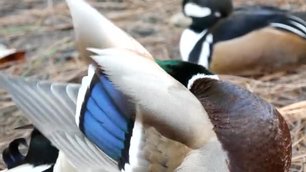 Doğal ortamdaki renkli yaban ördeği. Vahşi doğadaki çok renkli kuş, yanardöner yeşil kuş tüyü ve zümrüt kafa. Vahşi doğada karışık renkli su kuşu — Stok video