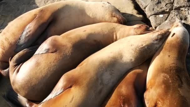 Sjölejon på klippan i La Jolla. Vilda sälar som vilar nära Stilla havet på stenar. Roliga lata vilda djur sover. Skyddade marina däggdjur i naturliga miljöer, San Diego, Kalifornien, USA — Stockvideo