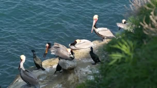 Bruna pelikaner med halspåse och dubbelspröjsade skarvar efter fiske, klippa i La Jolla Cove. Havsfågel med stor näbb på klippan över Stilla havet i naturlig miljö, San Diego, Kalifornien USA — Stockvideo