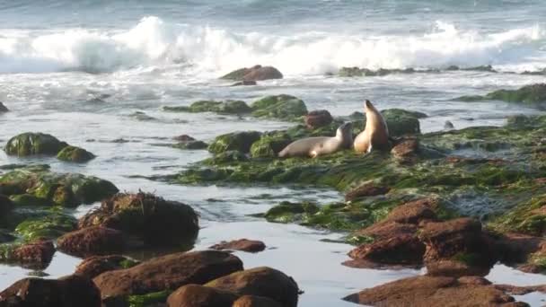 Des otaries sur des rochers à La Jolla. Joyeux phoques à oreilles sauvages rampant sur les pierres et les algues. Océan Pacifique éclaboussant des vagues. Mammifères marins protégés dans l'habitat naturel de la faune, San Diego, Californie, États-Unis — Video