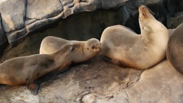 La Jolla 'da kayadaki deniz aslanları. Kayaların üzerinde Pasifik Okyanusu 'nun yakınında gezinen eğlenceli vahşi foklar. Uykucu vahşi hayvanlar. Doğal habitatta korunan deniz memelileri, San Diego, California, ABD — Stok video