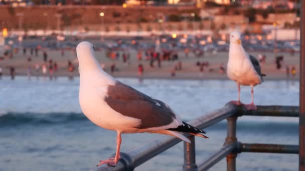 California summertime beach aesthetic, pink sunset. Cute funny sea gull on pier railing. Ocean waves, defocused people and beachfront weekend houses. Purple sundown, Santa Monica Los Angeles CA USA — Stock Video