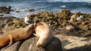 La Jolla 'da kayadaki deniz aslanları. Vahşi kulaklı foklar Pasifik Okyanusu 'nun yakınında taşların üzerinde dinleniyorlar. Uyuyan komik tembel vahşi hayvan. Doğal habitatta korunan deniz memelisi, San Diego, California, ABD