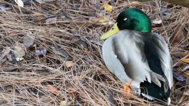 Bunte Stockente tupft Ente in natürlichem Lebensraum. Waterflow bunte Vogel in wilder Natur, irisierendes grünes Gefieder und smaragdgrünen Kopf. Wasservogel in der Wildnis — Stockvideo