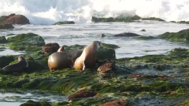 Leones marinos sobre rocas en La Jolla. Juguetonas focas de orejas salvajes arrastrándose sobre piedras y algas marinas. Océano Pacífico salpicando olas. Mamíferos marinos protegidos en hábitat natural de vida silvestre, San Diego, California, EE.UU. — Vídeos de Stock