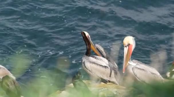 Barna pelikánok torokzsákkal és dupla héjú kormoránnal horgászat után, kő a La Jolla-öbölben. Tengeri madár nagy csőrrel sziklán a Csendes-óceán felett természetes élőhelyen, San Diego, Kalifornia USA — Stock videók