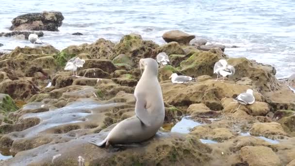 Zeeleeuw op de rots in La Jolla. Wilde oorzeehond rustend in de buurt van Stille Oceaan op steen. Grappig wild dier luieren op het strand. Beschermd zeezoogdier in natuurlijke habitat, San Diego, Californië, Verenigde Staten — Stockvideo