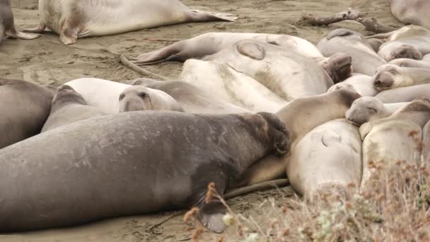 Roliga lata elefantsälar på sandstrand i San Simeon, Kalifornien, USA. Obekväma feta mirounga jordlösa sjölejon med ovanliga proboscis rytande. Alpha hane lekfull reproduktiva beteende — Stockvideo