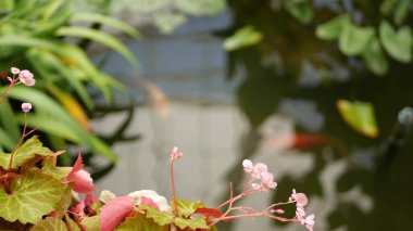 Tropikal gölette yeşil bitkiler. Parkta güneşli bir günde sakin tropikal göl veya nehirde yetişen çeşitli yeşil egzotik bitkiler.