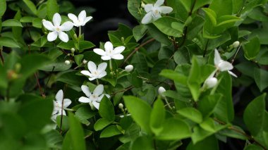 Bahar bahçesindeki renkli tropikal çiçeğin buğulu ve güneşli yaprakların arasında yumuşak yapraklar. Kopya alanı olan soyut doğal egzotik arkaplan. Çiçek açar ve iz bırakır.