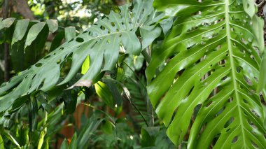 Ormandaki parlak sulu, egzotik tropik yeşillik. Seçici odaklanma doğal organik arka plan, sıra dışı bitki yaprakları. Sakin, vahşi cennet yağmur ormanları soyut taze yaprak dokusu, bokeh. Ekoloji