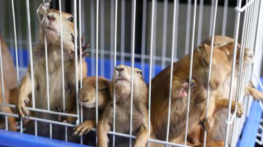 Mutsuz, şirin çayır köpeği yavrusu markette acı çekiyor. Satılık hayvanlar. Depresyondaki dağ sıçanının yemek istemesi. Yardım isteyen komik patiler. Parmaklıklar arkasında duran hayvanlar. Kafesteki domuz ailesi üzgün gözlerle