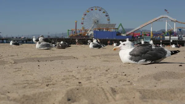 Goélands Mer Sur Plage Ensoleillée Californie Sable Roue Ferris Classique — Photo