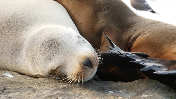 Schattige Baby Welp Lieve Zeeleeuw Pup Moeder Funny Lazy Seals — Stockfoto