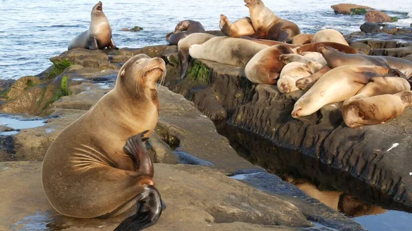 Sea lions on the rock in La Jolla. Wild eared seals resting near pacific ocean on stones. Funny lazy wildlife animal sleeping. Protected marine mammal in natural habitat, San Diego, California, USA.