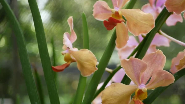 Macro Desfocado Perto Flor Orquídea Tropical Colorida Jardim Primavera Pétalas — Fotografia de Stock