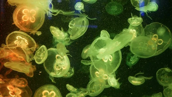 Leuchtend Lebendige Fluoreszierende Quallen Leuchten Unter Wasser Dunkler Neondynamischer Pulsierender — Stockfoto